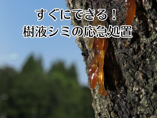 すぐにできる！樹液シミの応急処置