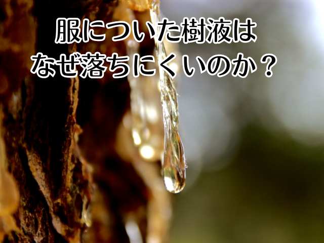 服についた樹液はなぜ落ちにくいのか？