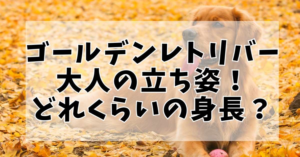 ゴールデンレトリバーの立ち姿が見事！大人になるとどれくらいの身長になるの？