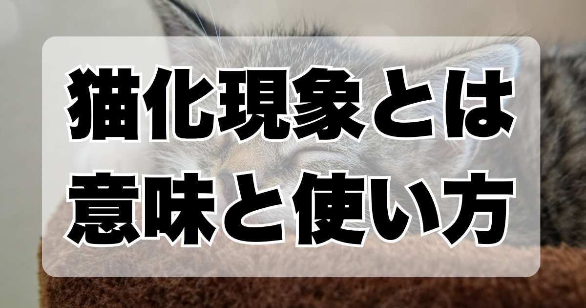 猫化現象とは：意味と由来を解説