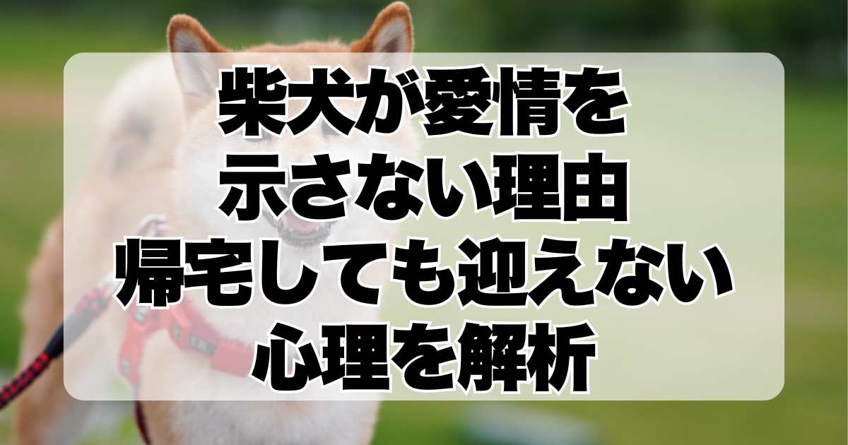 柴犬が愛情を示さない理由：帰宅しても迎えない心理を解析