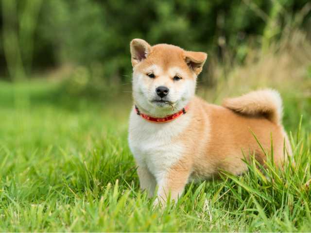 柴犬が飼い主になつかず、帰宅時の反応が薄い？