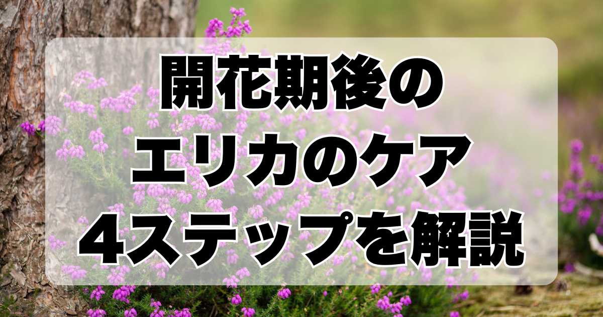 開花期後のエリカのケア：必須の4ステップを徹底解説