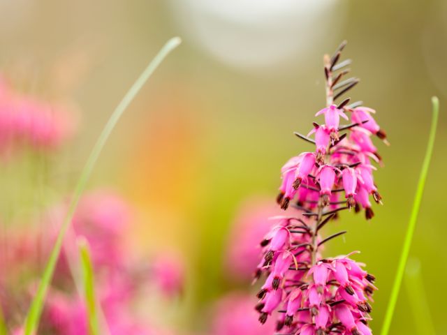 エリカの植え替えについて